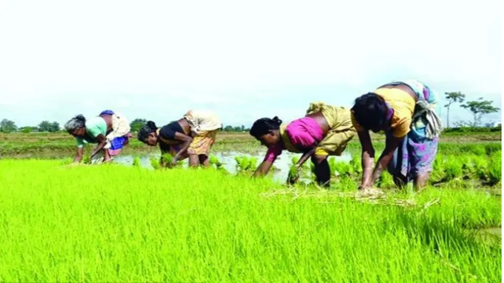 Overall production of kharif food grain production — rice, pulses and coarse cereals in the 2022-23 crop year is estimated to decline by more than 6% to 149.92 mt against 156.04 mt in previous year crop year.