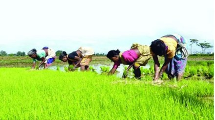 Overall production of kharif food grain production — rice, pulses and coarse cereals in the 2022-23 crop year is estimated to decline by more than 6% to 149.92 mt against 156.04 mt in previous year crop year.