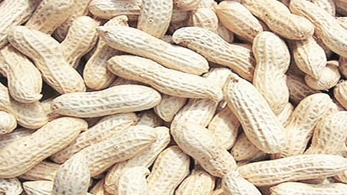 Fears of poor crop push up groundnut prices in Gujarat mandis