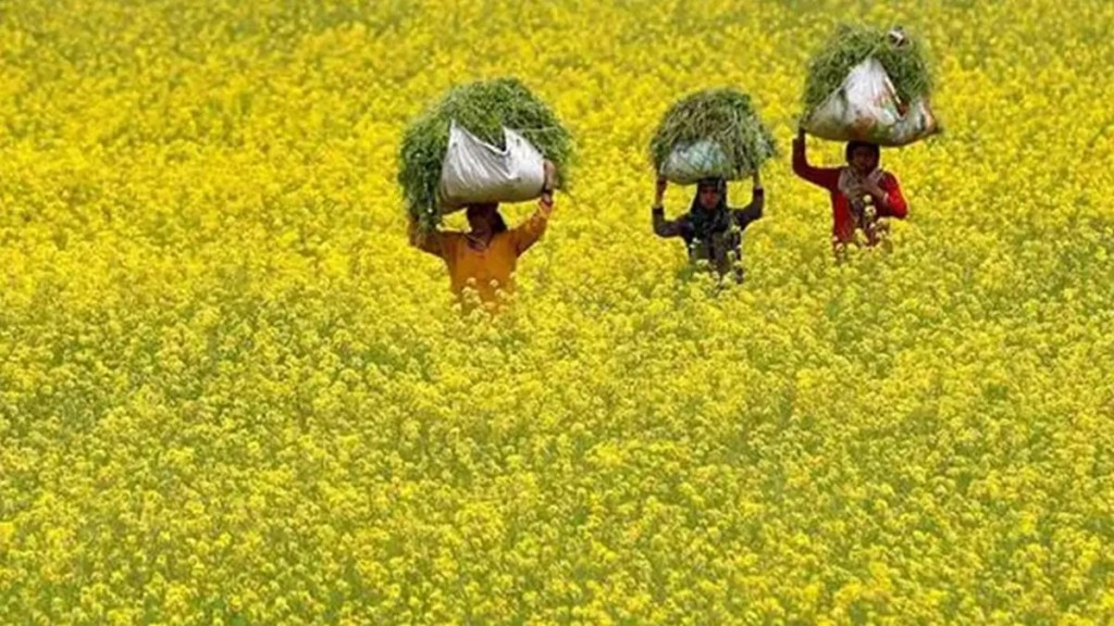 GM hybrids, GM mustard, release of GM mustard, GM mustard hybrid