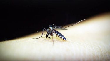 Johnson & Johnson, Janssen, dengue, dengue virus, healthcare news, pharmaceuticals news,