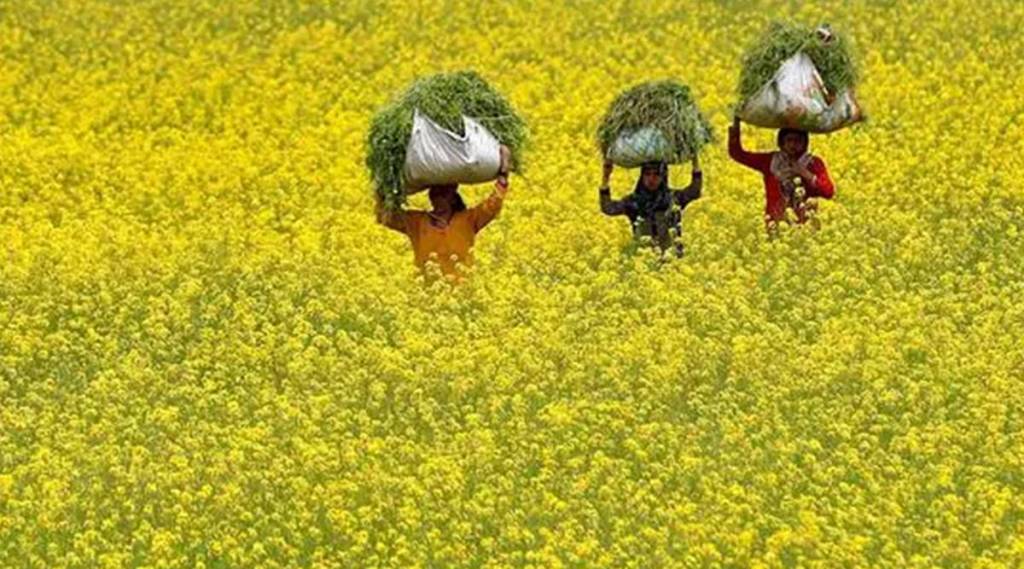 GM mustard