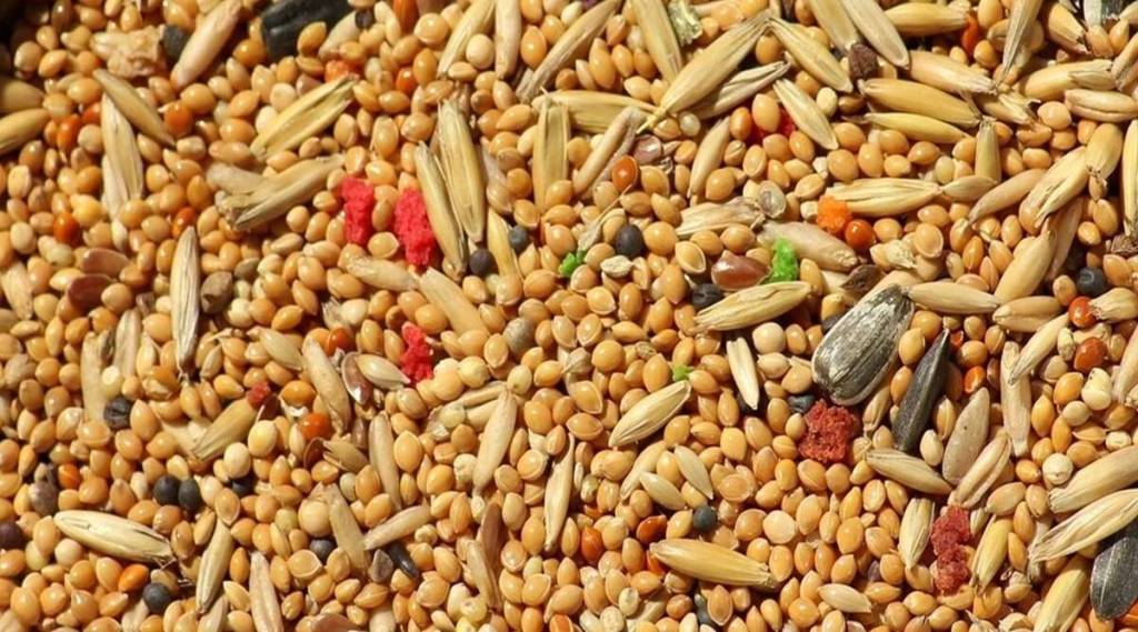 Nutricereals’ exports expected to jump to 100 m in FY24 Economy