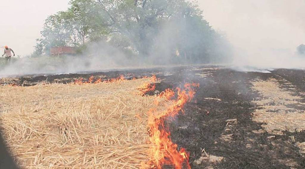 stubble burning