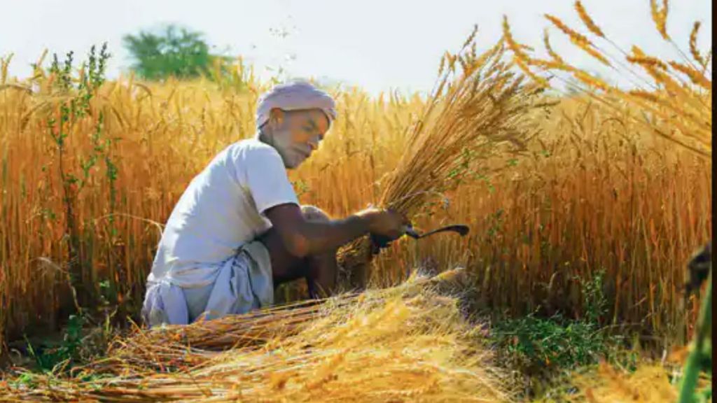 Winter crop area at all-time high (1)