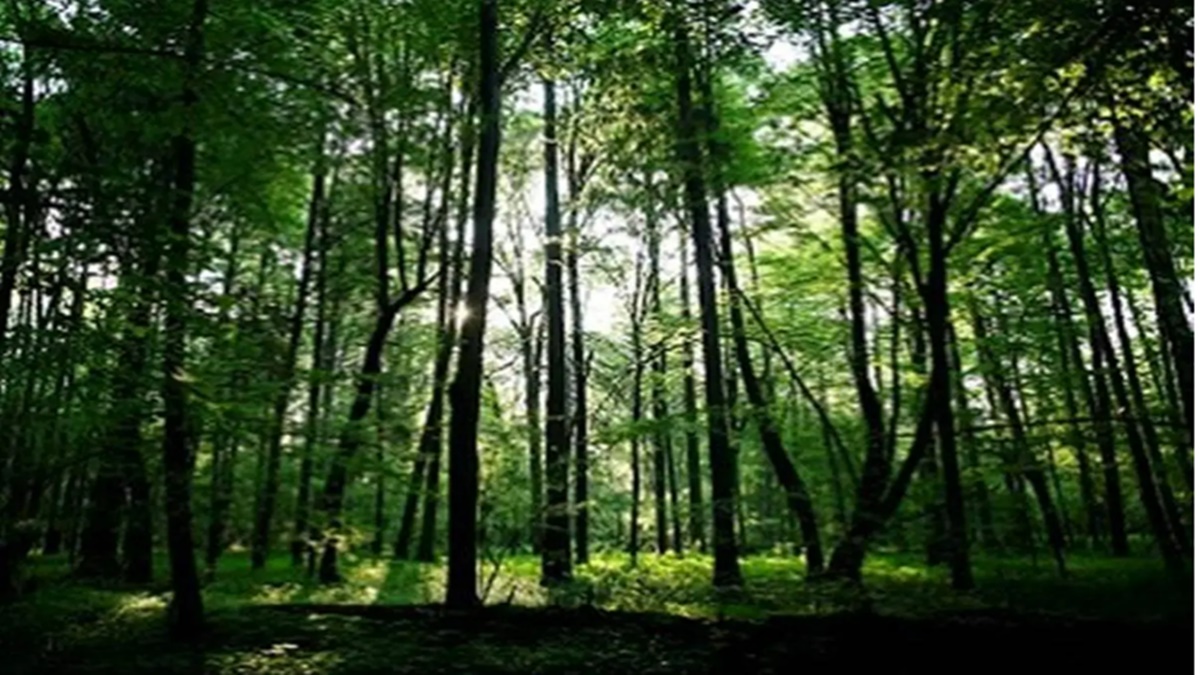 COP15: India pushes for new, dedicated fund for biodiversity