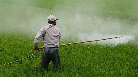 Fertiliser, fertiliser subsidy, Mansukh Mandaviya, fertiliser bags, economy