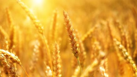 Robust wheat crop allays concerns over stocks