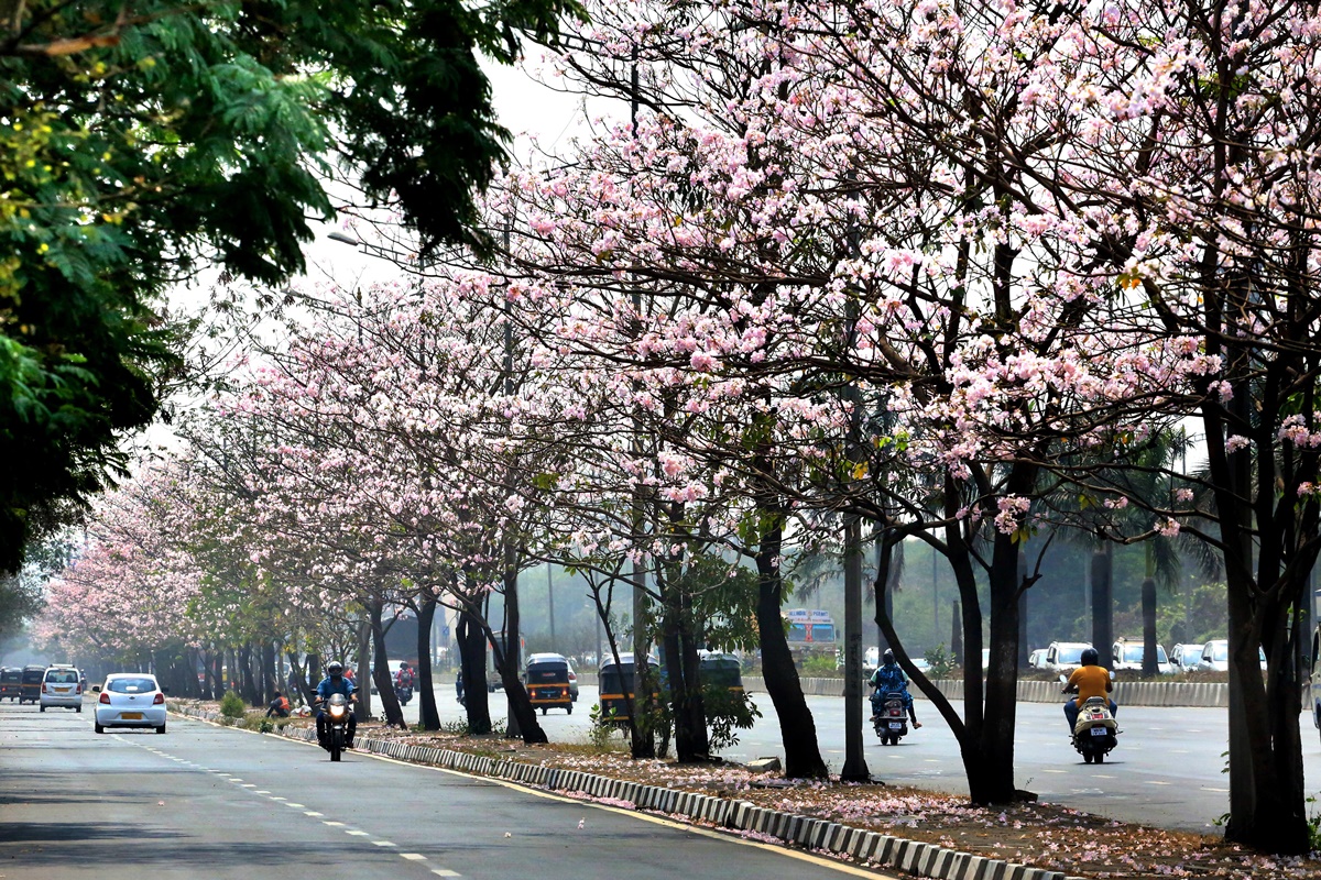 Mumbai turns Pink! Vikhroli stretch of Eastern Express Highway