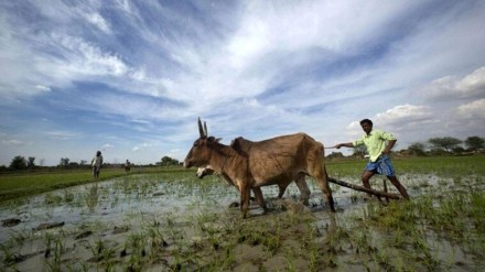 agriculture, economy