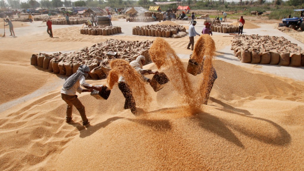 Wheat, Wheat news, wheat latest news, wheat inflation