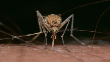 Lymphatic Filariasis, Neglected Tropical Diseases, Elephantiasis, vector-borne diseases, healthcare news,