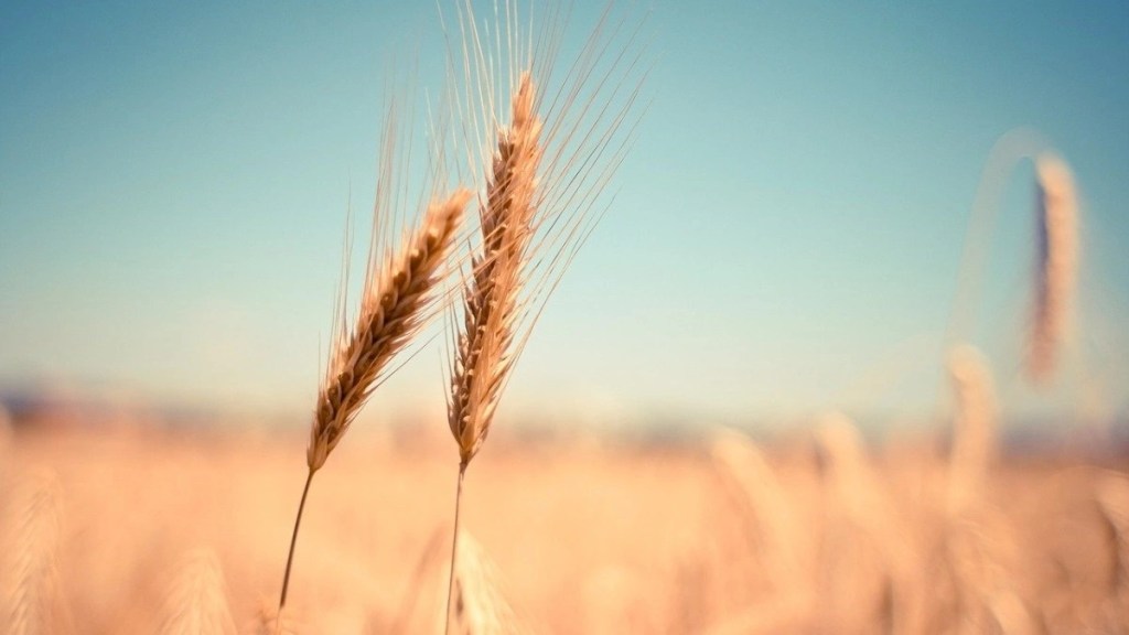 wheat, wheat demand, wheat procurement