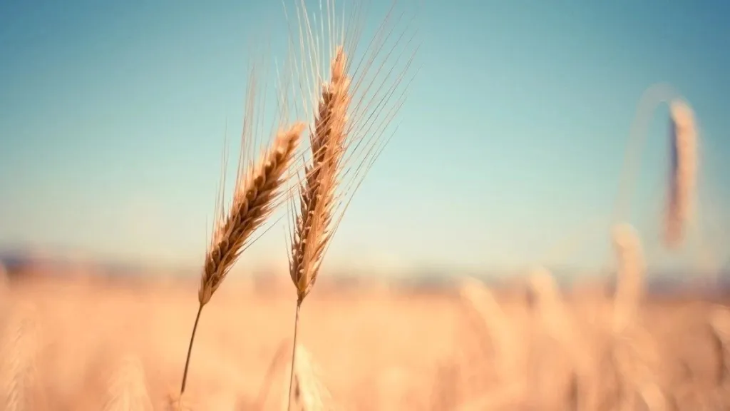 wheat, wheat production, wheat procurement,