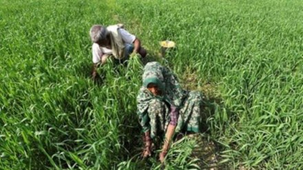 climate change, crops