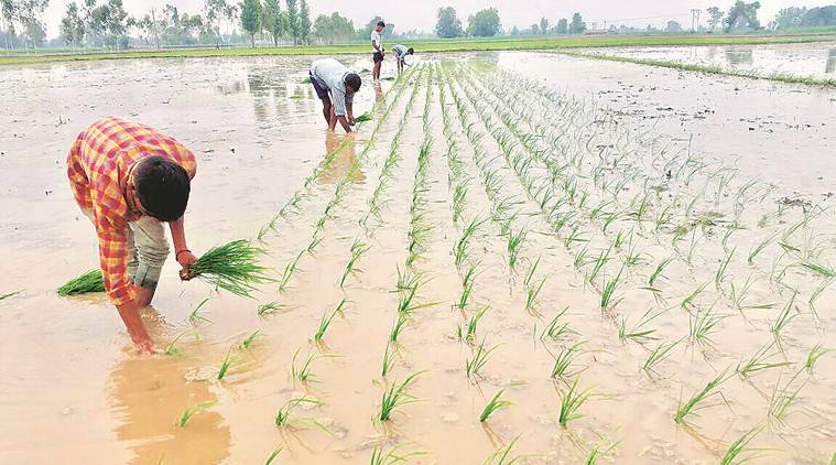 kharif, crop
