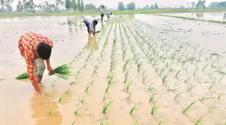 kharif, crop