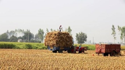 paddy, procurement, economy