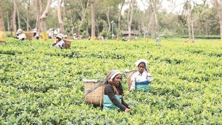 tea, tea production