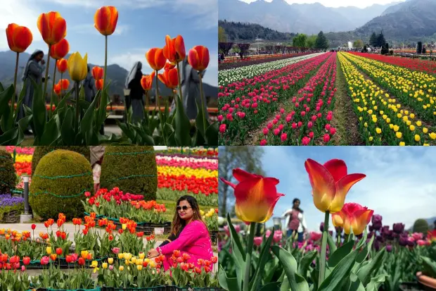 Asia's largest tulip garden in Srinagar, Jammu and Kashmir is now open for tourists. Located between Dal Lake and the Zabarwan hills in Srinagar, the garden has over 15 lakh tulips of various =kinds and colours. The garden, which used to be called Siraj Bagh, also has various spring flowers such as daffodils, tulips, and muscari.


