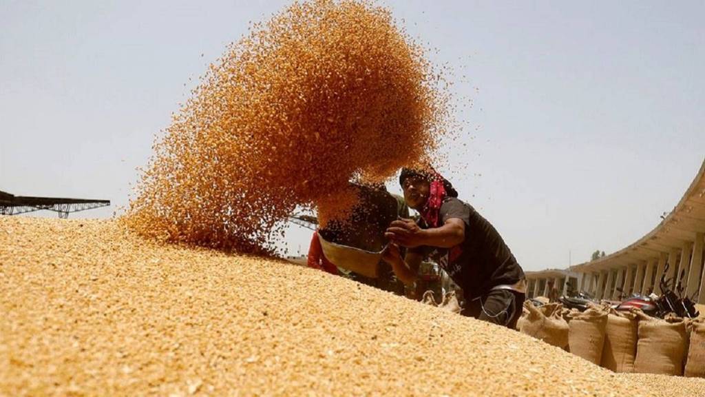 wheat production