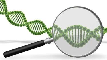 Covid-19, World Health Organisation (WHO), Disease X, what is disease X, pandemic