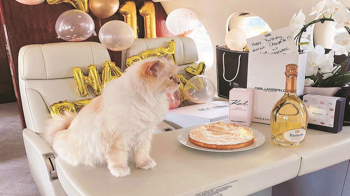 Celebrity endorsement or not, cats are steadily rising in popularity as pets
