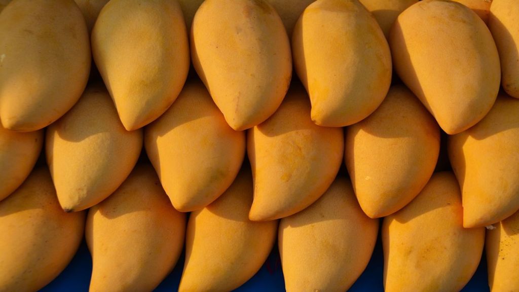 Beware of stomach infection due to excessive mango consumption; Here’s