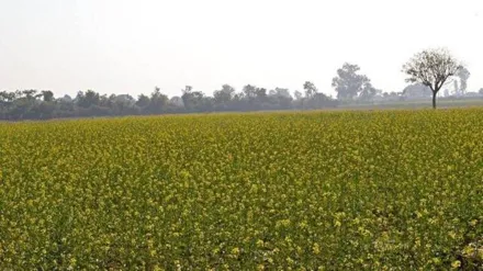 mustard prices, economy