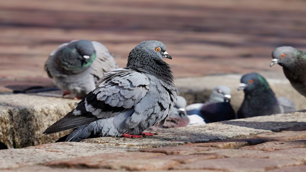 Beware of pigeon droppings! It can permanently damage your lungs; here’s how Wellness News