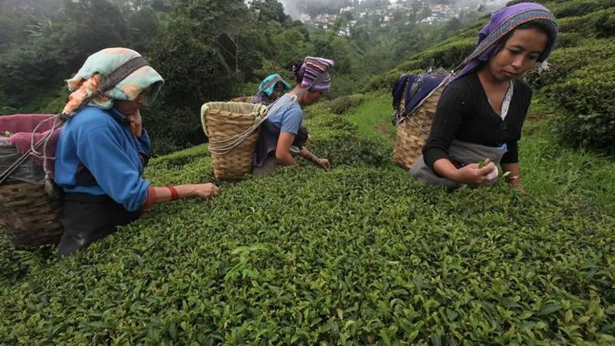 Darjeeling tea planters again seek MIP for tea imports from Nepal Economy News The Financial