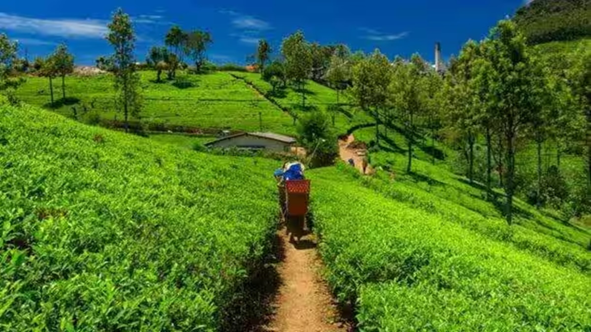 McLeod: Carbon Resources not likely to pay over Rs 750 cr for buying 15 tea gardens under new pact | The Financial Express