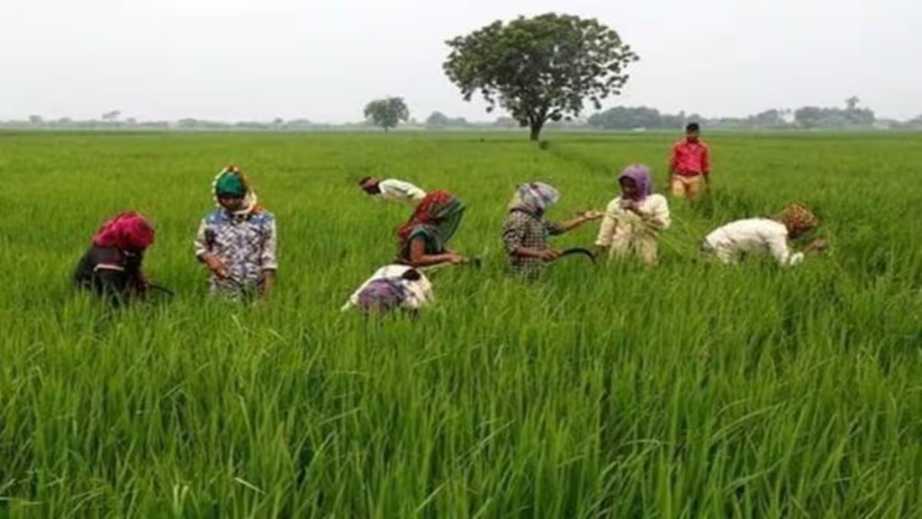 paddy, IMD, deficient monsoon, kharif crops,