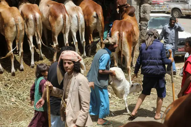 A man pushes an animal at a livestock market as Yemenis are left compelled between the choice of purchasing new clothing for their children or buying sacrificial animals for the Eid al-Adha celebrations amid an economic crisis, in Sanaa, Yemen. REUTERS