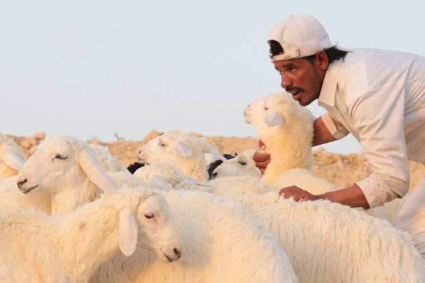 A shepherd looks after his sheep in a livestock market waiting for customers ahead of Eid al-Adha, in Riyadh, Saudi Arabia. REUTERS