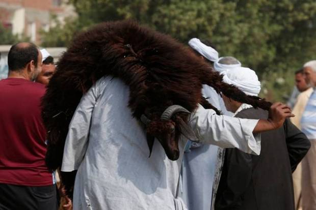 A vendor carries a sacrificial animal after selling it to a customer at a livestock market, ahead of the Muslim festival of sacrifice Eid al-Adha on the outskirts of Giza, Egypt. REUTERS