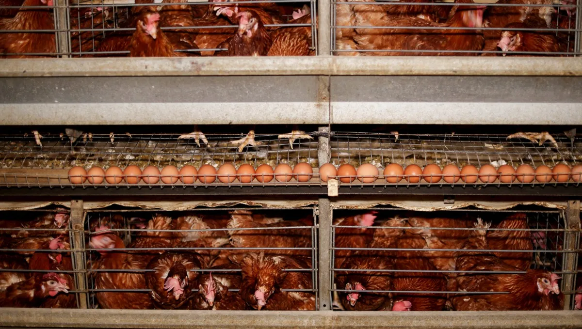 Broiler meat prices plunge on higher output, lower demand Commodities