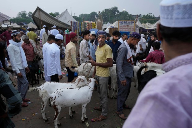 Muslims look for buying goats and sheep at a livestock market during Eid al-Adha festival in New Delhi on June 29. (Image: AP)