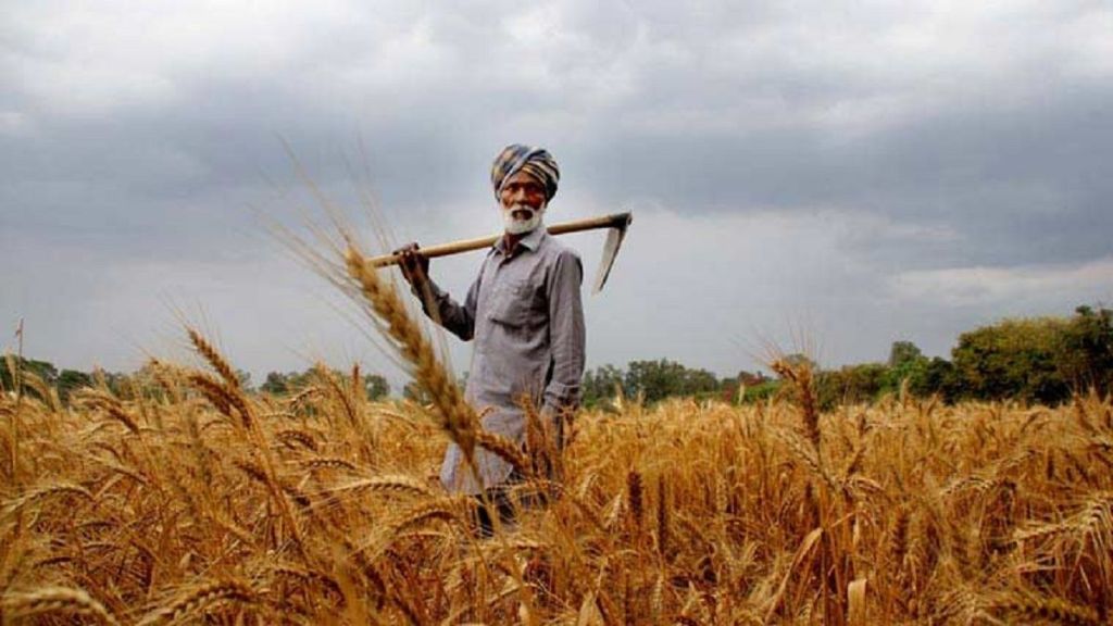 rabi crops