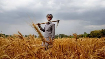 rabi crops