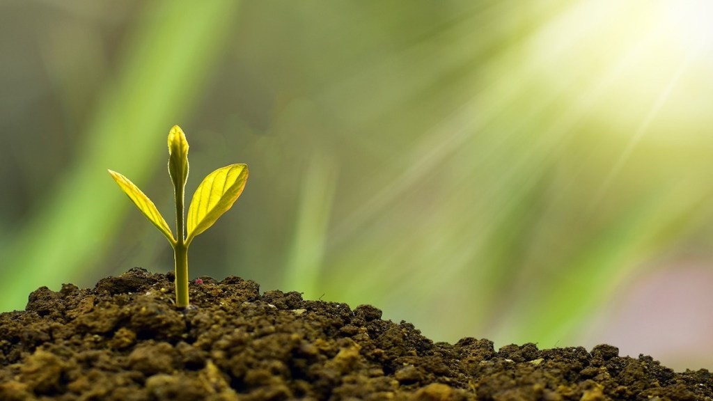 Parag Parikh Flexi Cap Fund