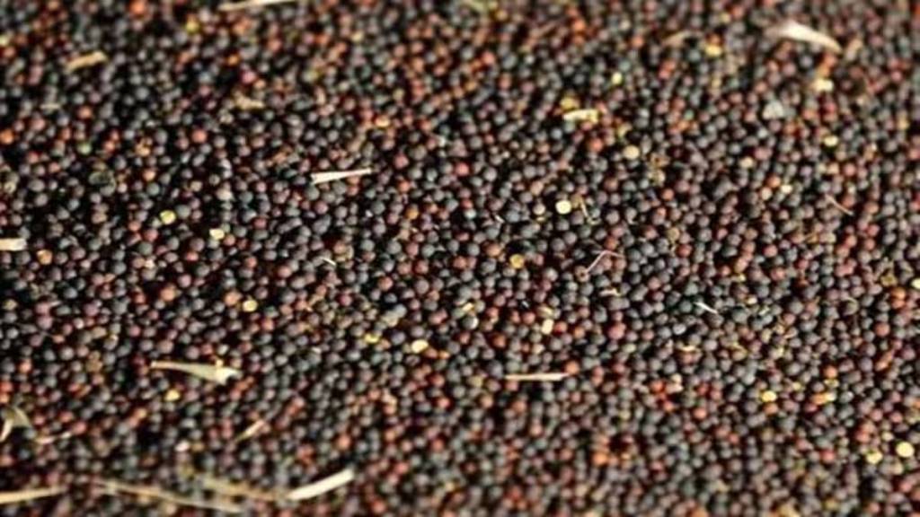 oilseed exports