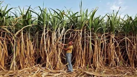 FRP, FRP News, sugar, sugarcane news, sugarcane price