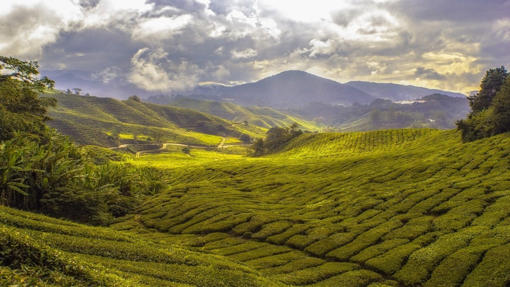 msme, tea, tea production india, tea exports india, assam, west bengal, assam news, west bengal news, imd, rainfall forecast, india monsoon, india monsoon date. monsoon crops, government. tea plantation assam, darjeeling, darjeeling news, himanta biswa sarma