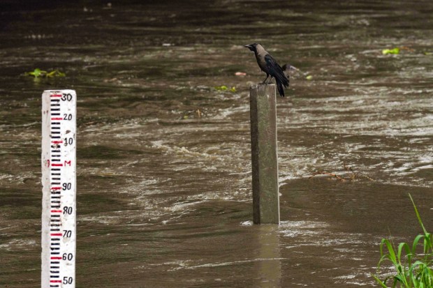  The Yamuna River swells up as its water level reaches near danger mark, at the Old Yamuna Bridge (Loha Pul). (Image: PTI)