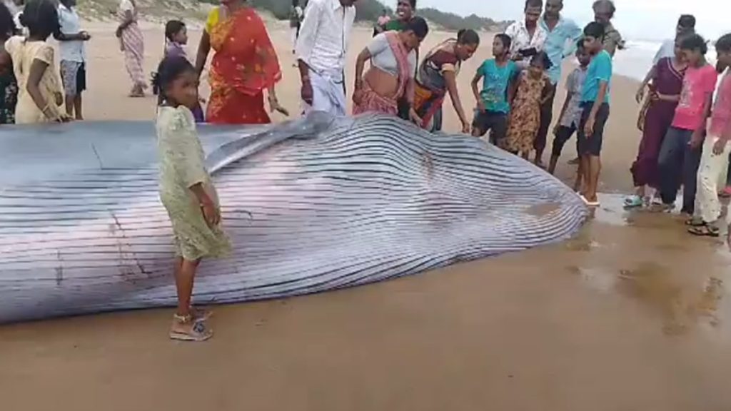 blue whale