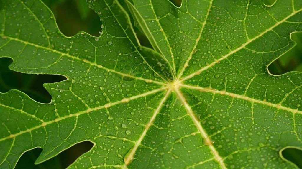 Don't consume papaya leaves if you have dengue; Know what experts say Life News The