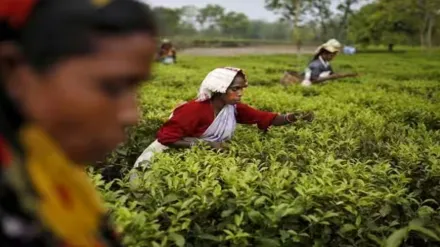 sustainability, eco-friendly practices, tea and coffee industry, environmental impact, Sustainable Sourcing, Energy Efficiency, Eco-Friendly Packaging, fair trade, ethical practices, awareness