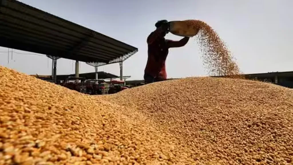 wheat, rice