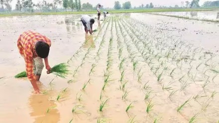 kharif, kharif sowing, kharif crops,